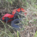 Jovem de 22 anos morre após acidente com motocicleta na BR-146, em Passos