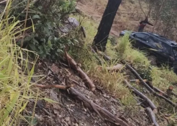 Trabalhador morre após ser atingido por galho durante corte de eucaliptos