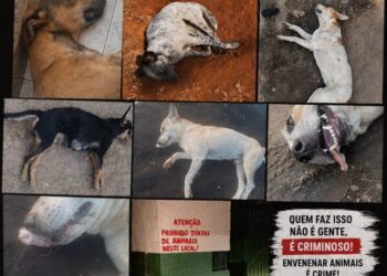 Mais de 10 cães morrem por suspeita de envenenamento