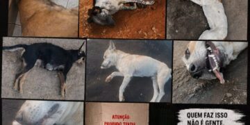 Mais de 10 cães morrem por suspeita de envenenamento