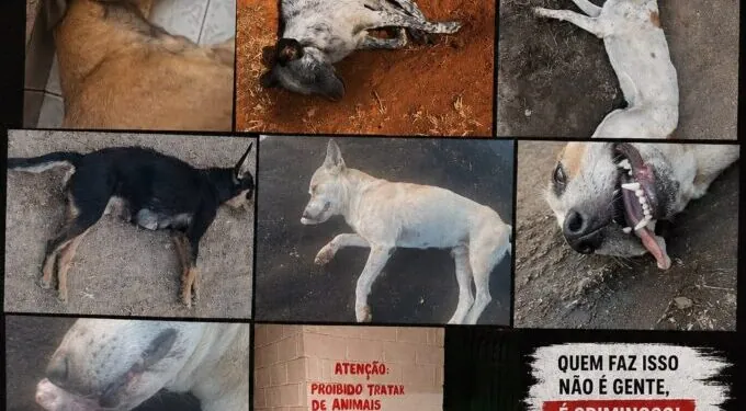 Mais de 10 cães morrem por suspeita de envenenamento