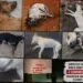 Mais de 10 cães morrem por suspeita de envenenamento