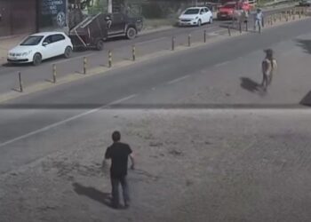 VÍDEO | Boi foge durante encontro de carreiros e provoca susto na BR-459 em Congonhal