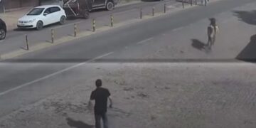 VÍDEO | Boi foge durante encontro de carreiros e provoca susto na BR-459 em Congonhal