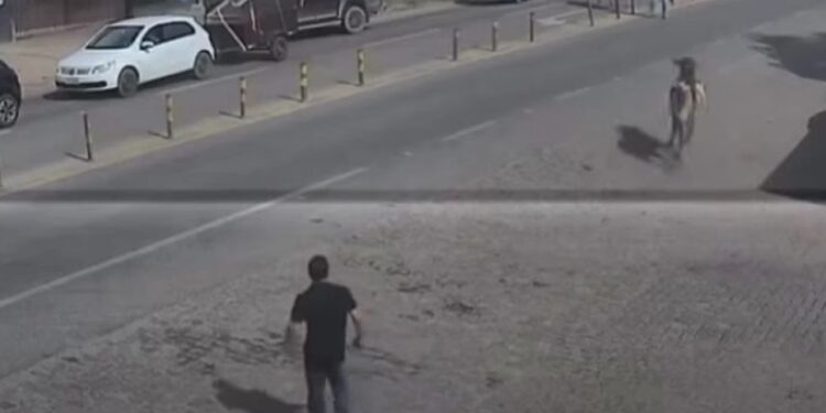 VÍDEO | Boi foge durante encontro de carreiros e provoca susto na BR-459 em Congonhal
