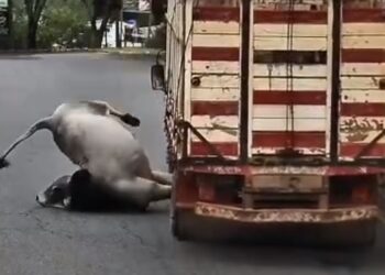 VÍDEO | Boi solto após pular de caminhão mobiliza equipes e é abatido em Soledade de Minas