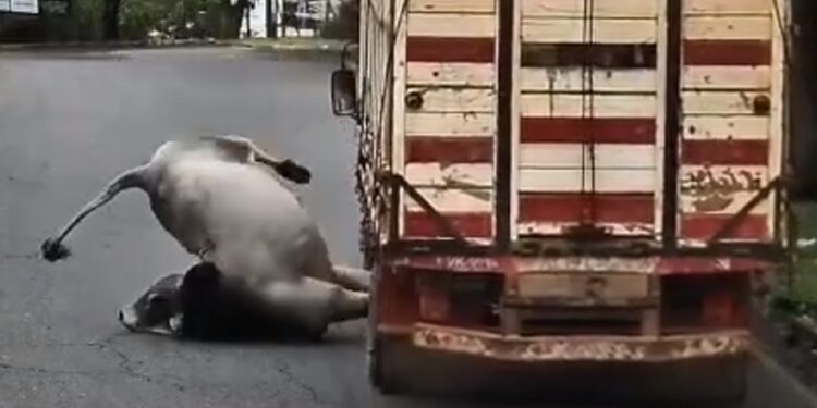 VÍDEO | Boi solto após pular de caminhão mobiliza equipes e é abatido em Soledade de Minas