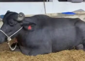 Búfala quebra recorde mundial de produção de leite durante torneio em Passos