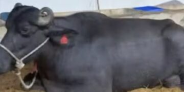 Búfala quebra recorde mundial de produção de leite durante torneio em Passos
