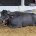 Búfala quebra recorde mundial de produção de leite durante torneio em Passos