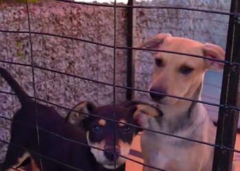 VÍDEO | 1ª Feira Municipal de Adoção e Proteção Animal mobiliza comunidade em Campo do Meio