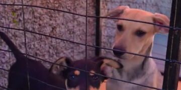 VÍDEO | 1ª Feira Municipal de Adoção e Proteção Animal mobiliza comunidade em Campo do Meio