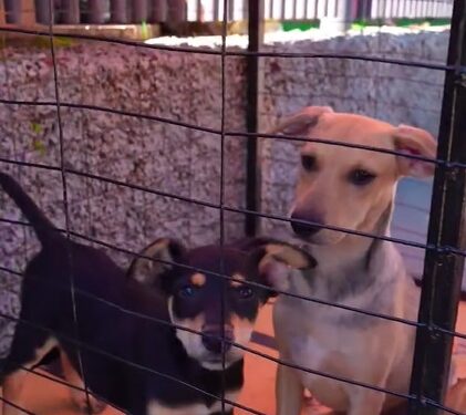 VÍDEO | 1ª Feira Municipal de Adoção e Proteção Animal mobiliza comunidade em Campo do Meio