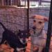 VÍDEO | 1ª Feira Municipal de Adoção e Proteção Animal mobiliza comunidade em Campo do Meio
