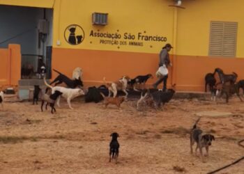ASF | Frio aumenta risco de doenças respiratórias em humanos e alerta para cuidados com animais em Carmo do Rio Claro