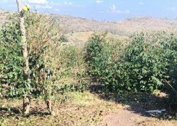 Granizo atinge mais de 10 mil hectares e causa prejuízos a mais de mil produtores no Sul de Minas