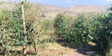 Granizo atinge mais de 10 mil hectares e causa prejuízos a mais de mil produtores no Sul de Minas