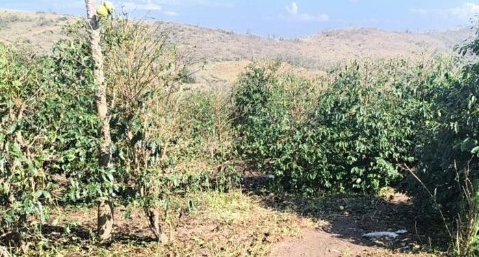 Granizo atinge mais de 10 mil hectares e causa prejuízos a mais de mil produtores no Sul de Minas