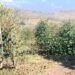 Granizo atinge mais de 10 mil hectares e causa prejuízos a mais de mil produtores no Sul de Minas