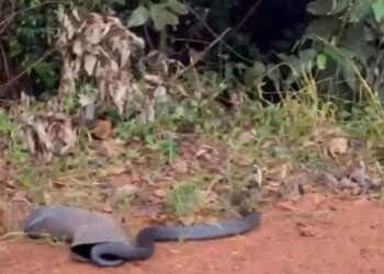 VÍDEO | Cobra de grande porte mobiliza bombeiros após ser encontrada em depósito de Andradas