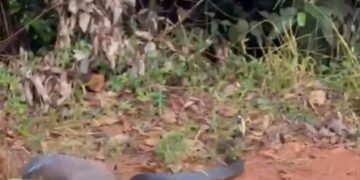 VÍDEO | Cobra de grande porte mobiliza bombeiros após ser encontrada em depósito de Andradas
