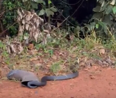 VÍDEO | Cobra de grande porte mobiliza bombeiros após ser encontrada em depósito de Andradas