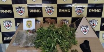 Polícia Civil apreende armas, drogas e pés de maconha durante operação em Cássia