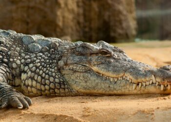 Homem é preso suspeito de jogar criança aos crocodilos