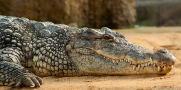 Homem é preso suspeito de jogar criança aos crocodilos