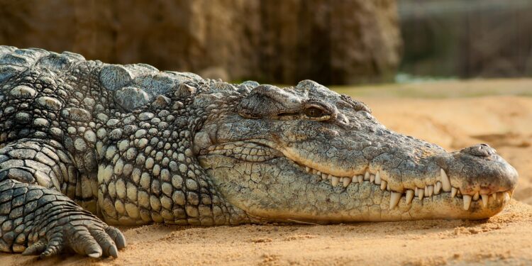 Homem é preso suspeito de jogar criança aos crocodilos