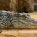Homem é preso suspeito de jogar criança aos crocodilos