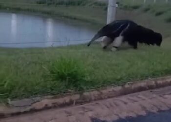 Tamanduá-bandeira é flagrado circulando no Jardim dos Lagos, em Passos