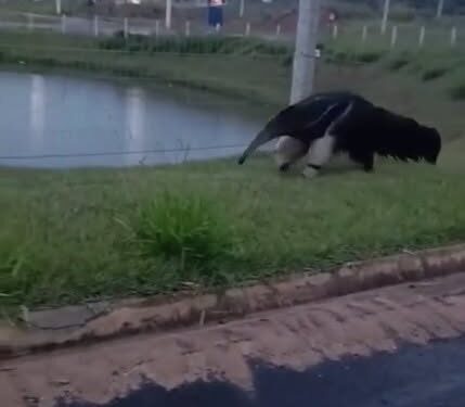 Tamanduá-bandeira é flagrado circulando no Jardim dos Lagos, em Passos