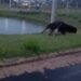 Tamanduá-bandeira é flagrado circulando no Jardim dos Lagos, em Passos