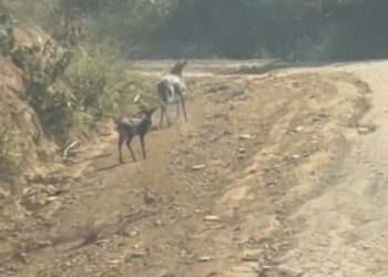 VÍDEO | Mãe e filhote de veado-campeiro encantam moradores em registro raro na zona rural de Carmo