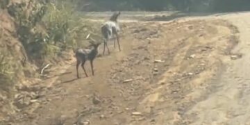 VÍDEO | Mãe e filhote de veado-campeiro encantam moradores em registro raro na zona rural de Carmo