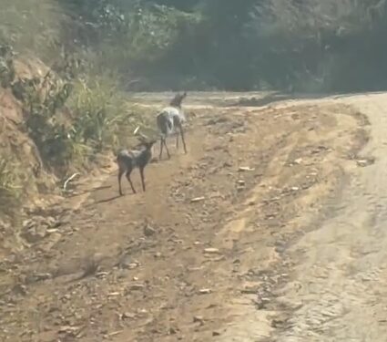 VÍDEO | Mãe e filhote de veado-campeiro encantam moradores em registro raro na zona rural de Carmo