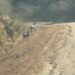 VÍDEO | Mãe e filhote de veado-campeiro encantam moradores em registro raro na zona rural de Carmo