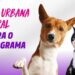 Vacinação antirrábica 2026 começa neste sábado em Carmo do Rio Claro; confira o cronograma da primeira etapa