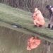 VÍDEO I URGENTE: Homem é encontrado morto em açude de Alfenas