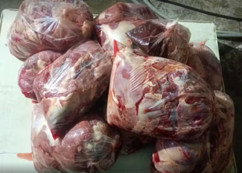 Polícia Civil prende dois homens e apreende mais de 165 quilos de carne em esquema de abate clandestino de cavalos em MG