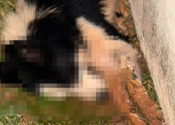 Polícia Civil investiga suspeita de envenenamento de cães em chácara na zona rural de Guaxupé