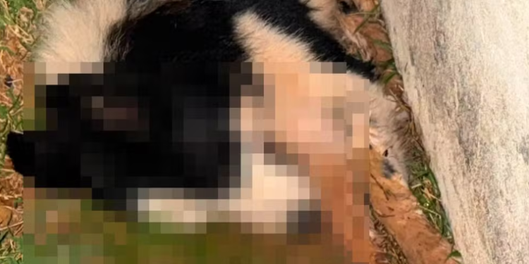 Polícia Civil investiga suspeita de envenenamento de cães em chácara na zona rural de Guaxupé