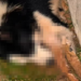 Polícia Civil investiga suspeita de envenenamento de cães em chácara na zona rural de Guaxupé