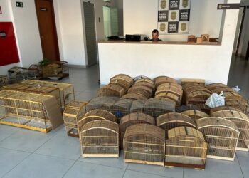 Operação Libertas desarticula esquema de tráfico de aves silvestres e prende investigados