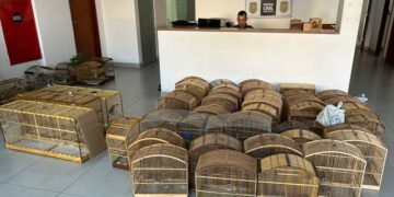 Operação Libertas desarticula esquema de tráfico de aves silvestres e prende investigados