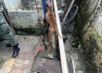 Duas mulheres são presas por maus-tratos a cães no Sul de Minas