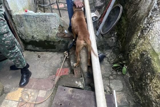 Duas mulheres são presas por maus-tratos a cães no Sul de Minas