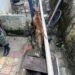 Duas mulheres são presas por maus-tratos a cães no Sul de Minas