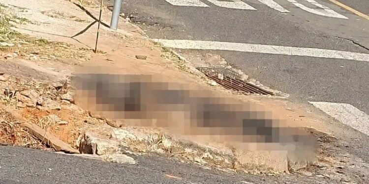 Cadela morre após ser queimada por homem em Passos; suspeito é preso com materiais usados no crime